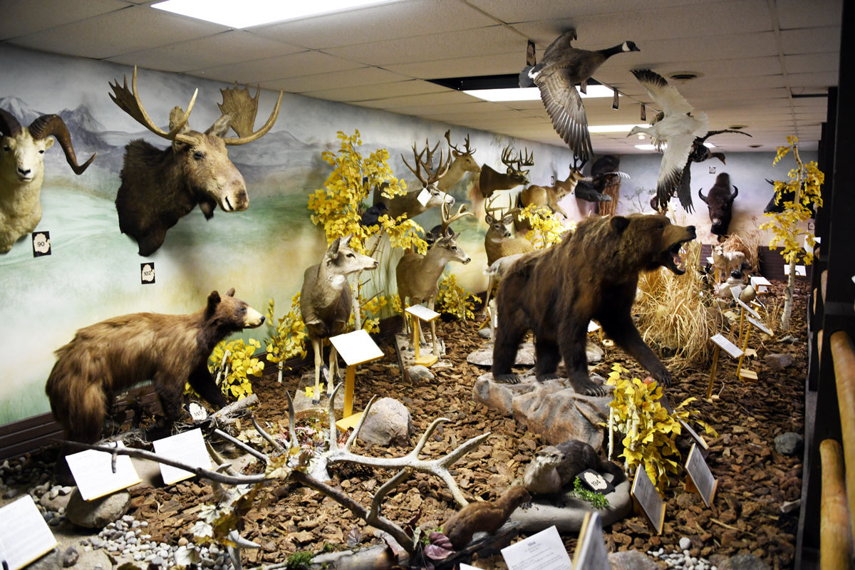 168 North American trophies are displayed in the basement of Pierson Museum.JPG